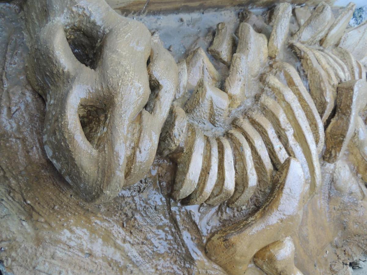 Hotel Recanto Dos Dinossauros بنها المظهر الخارجي الصورة